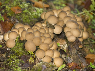 Lycoperdon pyriforme