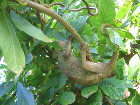 cam&eacute;l&eacute;on dans un arbre