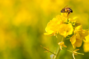 ミツバチと菜の花