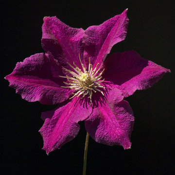 Clematis-Hybride Niobe