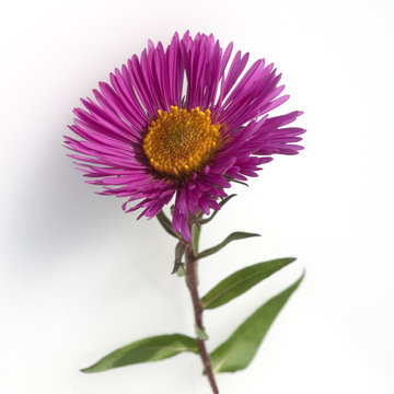 Herbstaster