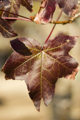 Damaged Leaf