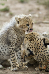 Naklejka na ściany i meble Cheetah cub and mother