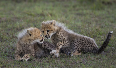 Obraz na płótnie Canvas Cheetah cubs
