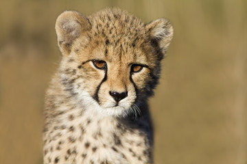 Naklejka na ściany i meble Cheetah cub