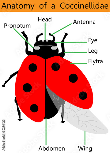"Anatomy of a ladybug" Stock image and royalty-free vector files on