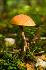 Mushroom in wood against a grass