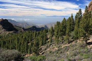 pine forest on Gran Canaria with Tenerife in background