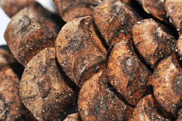 pinecone in closeup