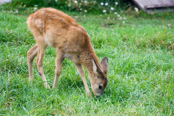 fallow deer