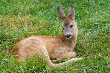 fallow deer