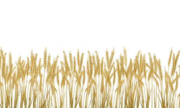 Champ de blé sec sur fond blanc