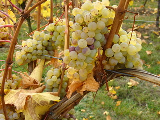 Vigne d'Alsace