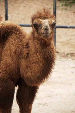 baby Bactrian camel