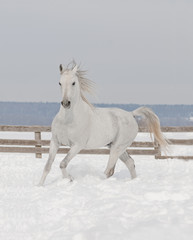 Obraz na płótnie Canvas white arabiane horse