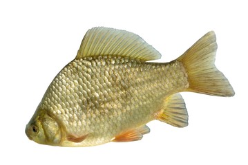 crucian carp