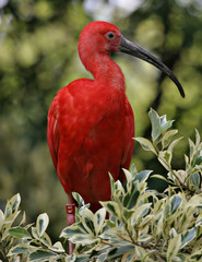 Scarlet ibis