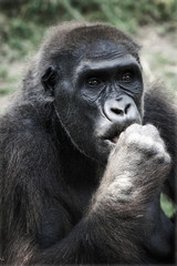 female gorilla