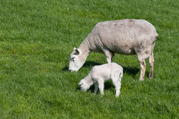 Obraz na płótnie Canvas Sheep with her lamb
