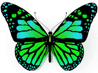 Isolated butterfly on a white background