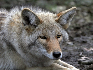 coyote