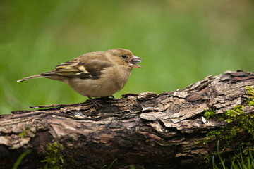 oiseau pinson pinsonne femelle graine