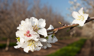Almond tree flower macro