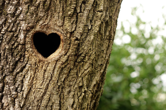 Heart-shaped bird nest in hollow trunk