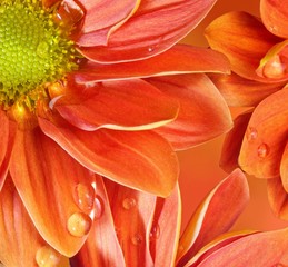 Close-up of an orange flowers