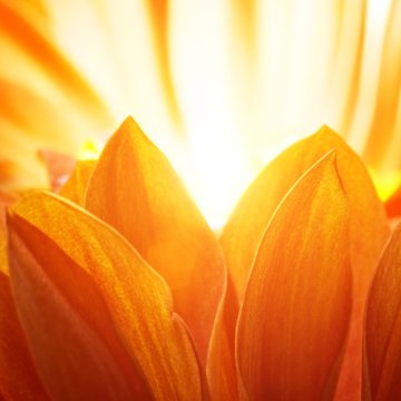 Beautiful petals of an orange flower