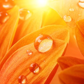 Orange Flower Petals With Water Drops On It