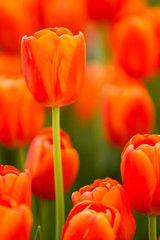 Red tulip flower garden during easter season