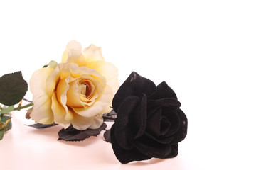 Black rose and yellow rose over white