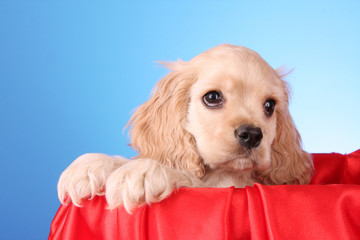 Puppy cocker spaniel on a white background