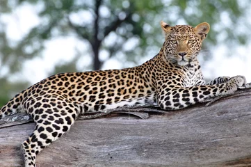 Möbelaufkleber Leopard © HeresTwoPhotography