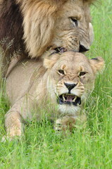 Vicious Lions