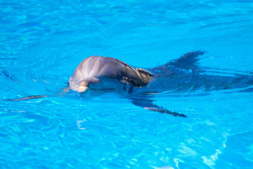 Naklejka premium Beautiful dolphin in the water