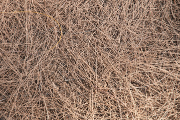 Fototapeta na wymiar Great background texture of red fir needles