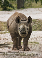 Naklejka premium Endangered Baby Black Rhinoceros