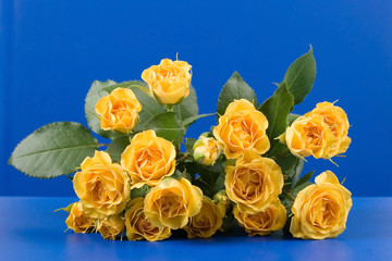 Beautiful yellow roses