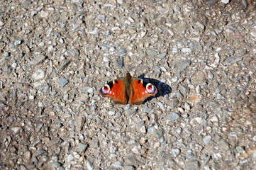 Fototapeta na wymiar Colorful peacock butterfly sitting on road in summer day
