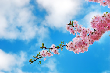 Blooming cherry tree branches against a cloudy blue sky