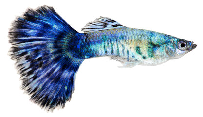Blue guppy fish. Poecilia reticulata