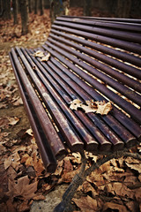 Wood bench covered with brown leaves