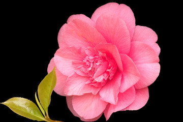 Double pink camellia with leaf, on black