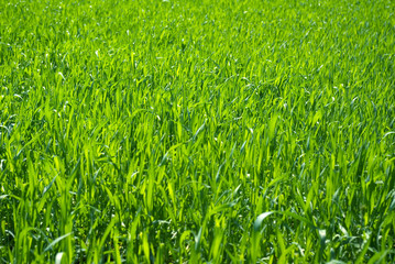 grass  field