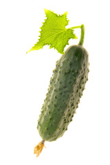 Cucumber