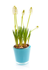 isolated White magic flower of Muscari botryoides
