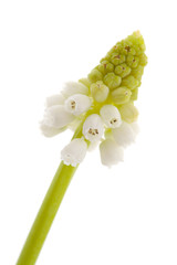 isolated White magic flower of Muscari botryoides