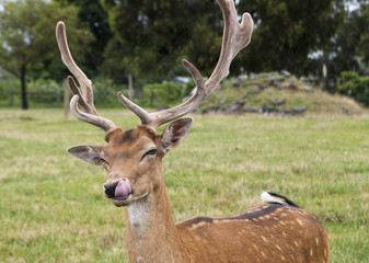 Deer licking its lips